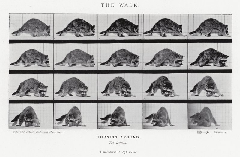 Eadweard Muybridge: The Walk (صورة b / w) بواسطة ايدويرد مويبريدج