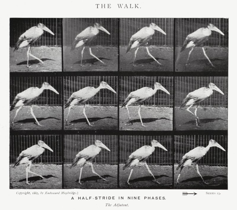 Eadweard Muybridge: The Walk (صورة b / w) بواسطة ايدويرد مويبريدج