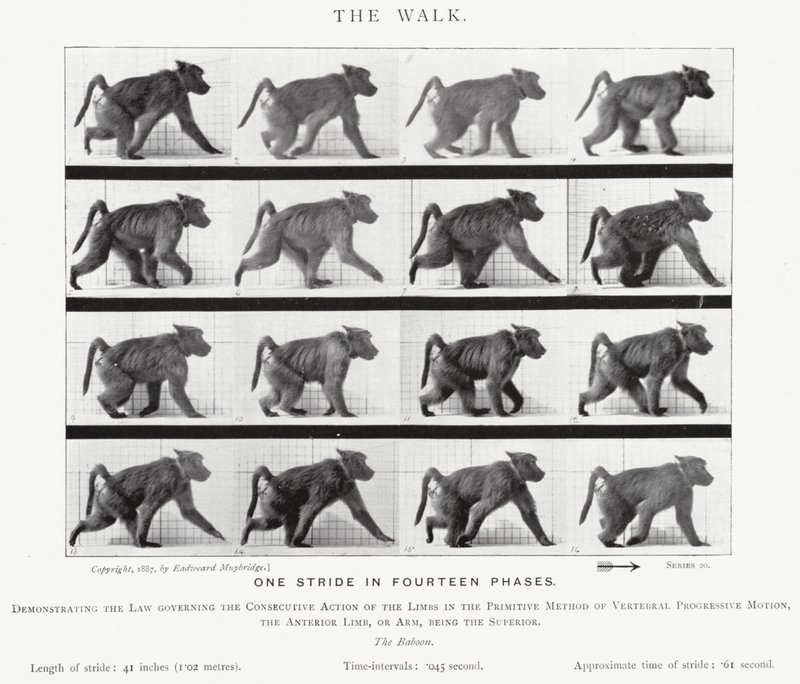 Eadweard Muybridge: The Walk (صورة b / w) بواسطة ايدويرد مويبريدج