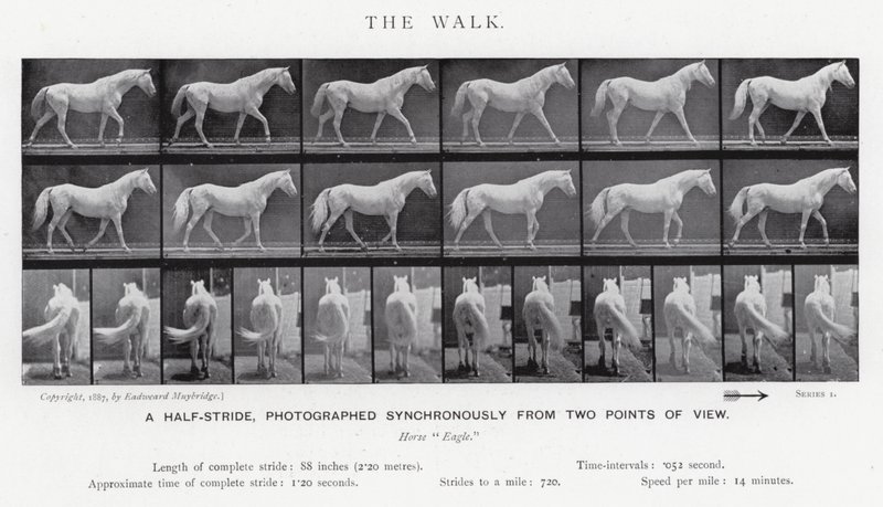 Eadweard Muybridge: The Walk (صورة b / w) بواسطة ايدويرد مويبريدج