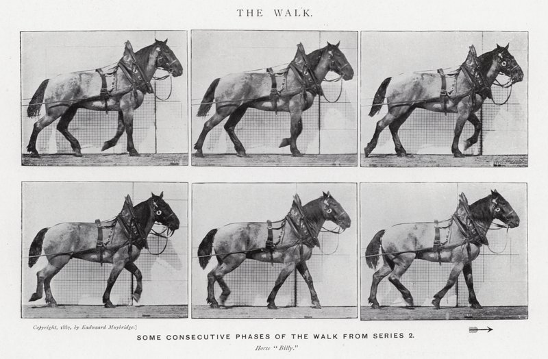 Eadweard Muybridge: The Walk (صورة b / w) بواسطة ايدويرد مويبريدج