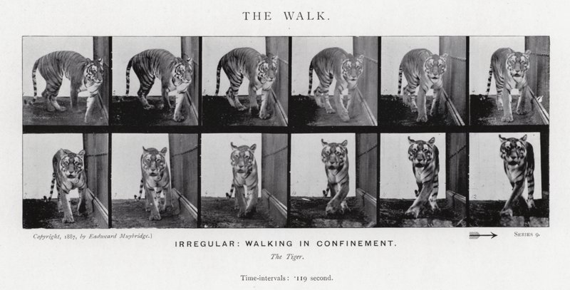 Eadweard Muybridge: The Walk (صورة b / w) بواسطة ايدويرد مويبريدج