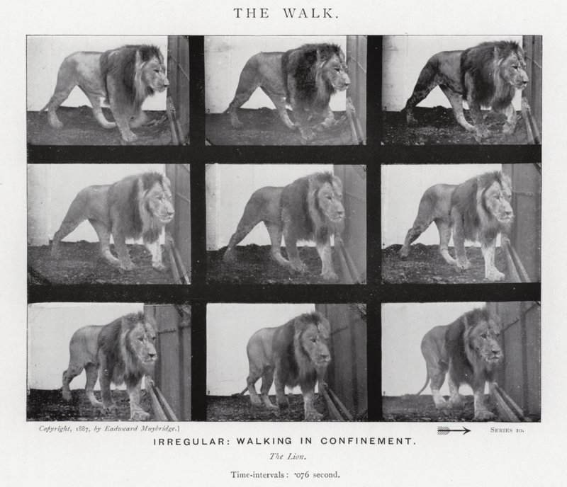 Eadweard Muybridge: The Walk (صورة b / w) بواسطة ايدويرد مويبريدج