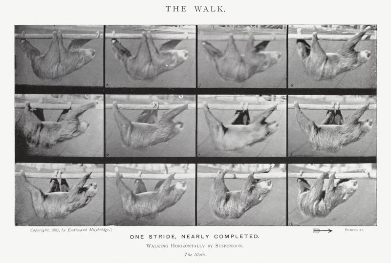 Eadweard Muybridge: The Walk (صورة b / w) بواسطة ايدويرد مويبريدج