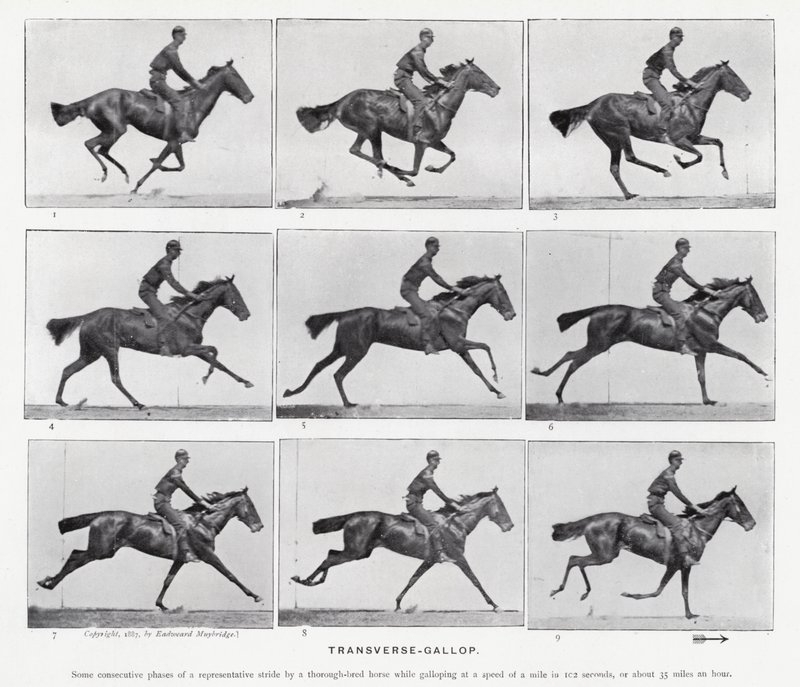 Eadweard Muybridge: Transverse-Gallop (b/w photo) بواسطة ايدويرد مويبريدج
