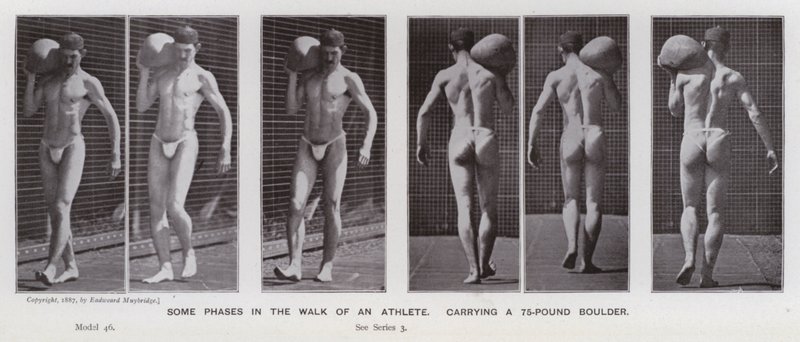 The Human Figure in Motion: Some phases in the walk of an athlete, carrying a 75-pound boulder (b/w photo) بواسطة ايدويرد مويبريدج