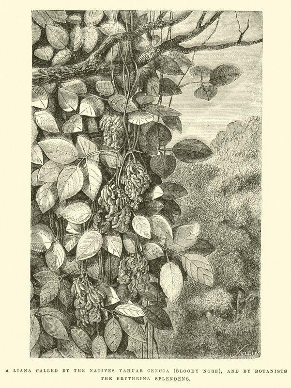 ليانا تسمى من قبل السكان الأصليين Yahuar Cencca (الأنف الدامي) ، ومن قبل علماء النبات Erythrina splendens بواسطة إدوارد ريو