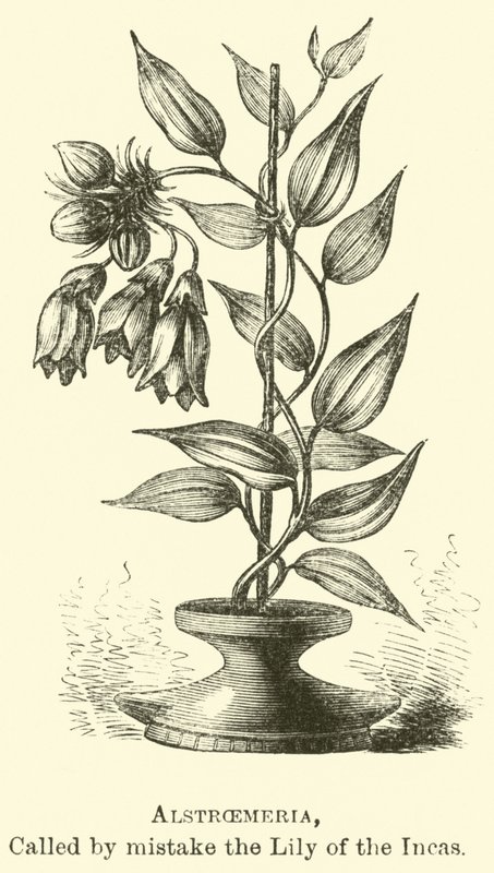 Alstroemeria ، يسمى خطأ زنبق الإنكا بواسطة إدوارد ريو