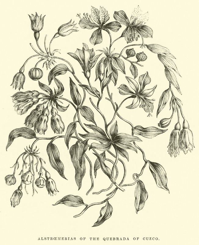 Alstroemerias of Quebrada of Cuzco بواسطة إدوارد ريو