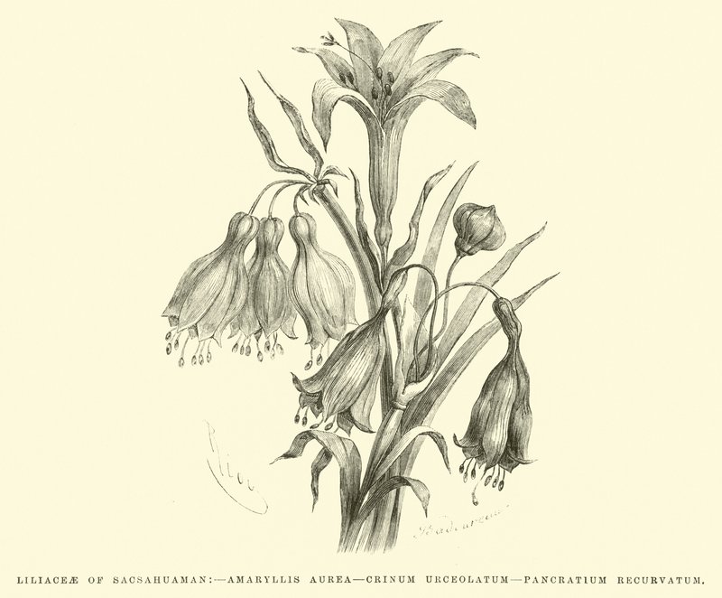 Liliaceae of Sacsahuaman ، Amaryllis aurea ، Crinum urceolatum ، Pancratium recurvatum بواسطة إدوارد ريو
