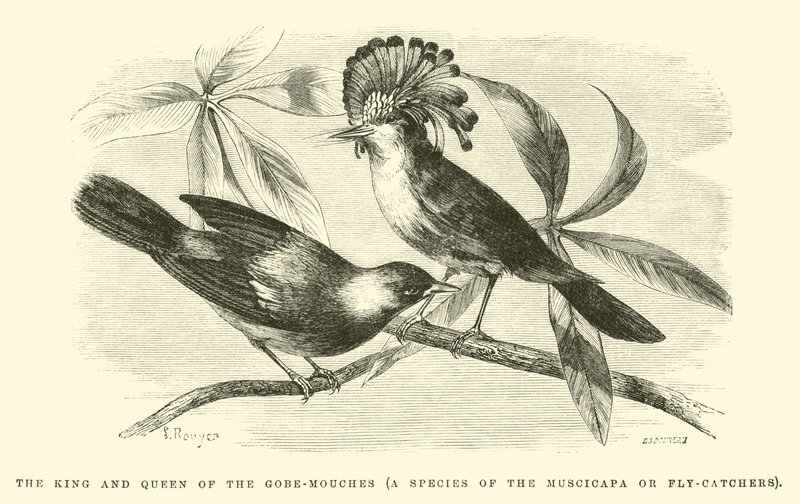 ملك وملكة غوبي موش ، أحد أنواع Muscicapa أو Fly-catchers بواسطة إدوارد ريو