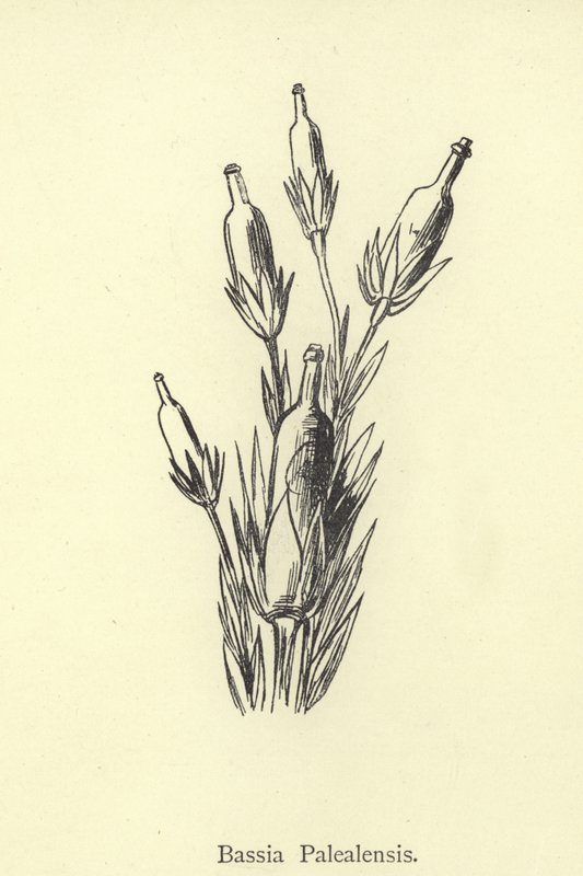 باسيا Palealensis بواسطة إدوارد لير