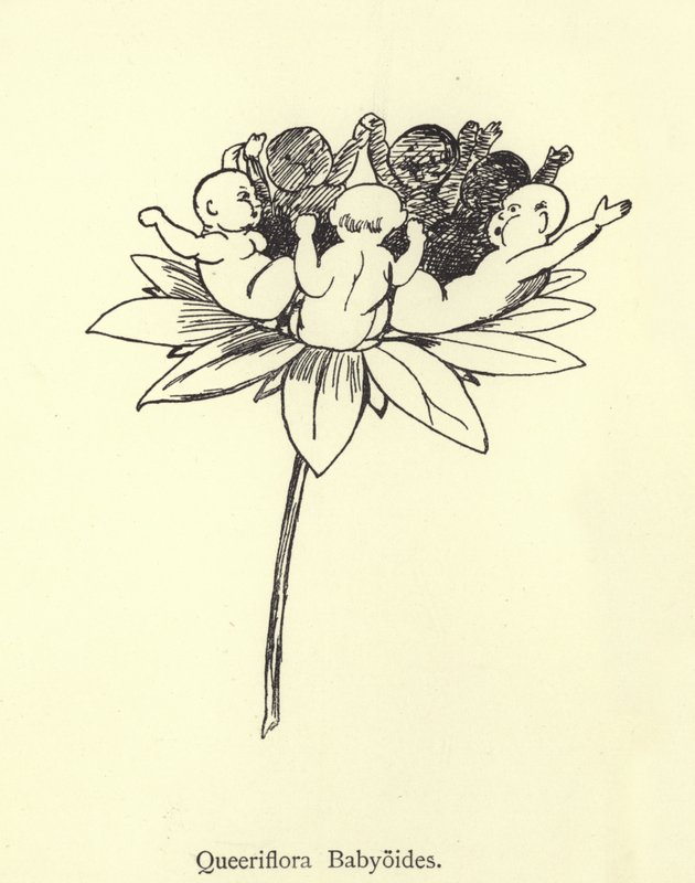 Queeriflora Babyoides بواسطة إدوارد لير