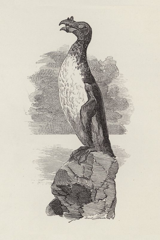 رسم توضيحي للأطفال الصغار بواسطة تشارلز كينجسلي (نقش) بواسطة إدوارد لينلي (بعد) سامبورن