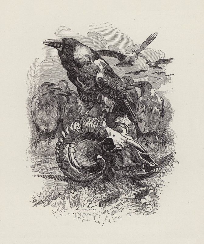 رسم توضيحي للأطفال الصغار بواسطة تشارلز كينجسلي (نقش) بواسطة إدوارد لينلي (بعد) سامبورن