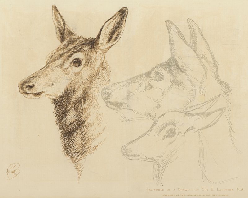 نسخة طبق الأصل من رسم رسمه السير E Landseer، RA بواسطة إدوين لاندسير