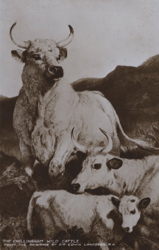 ماشية تشيلينجهام البرية (صورة b / w) بواسطة إدوين (بعد) لاندسير