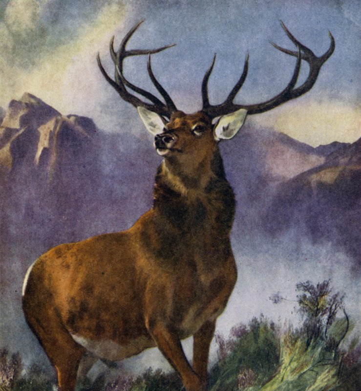 The Monarch of the Glen (لون ليثو) بواسطة إدوين (بعد) لاندسير