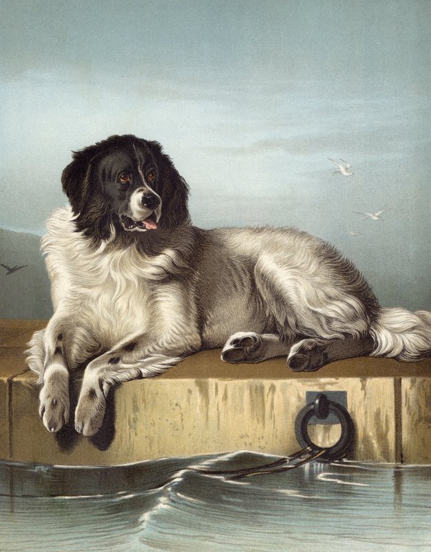 عضو مميز في جمعية الرفق بالحيوان بواسطة إدوين بعد Landseer