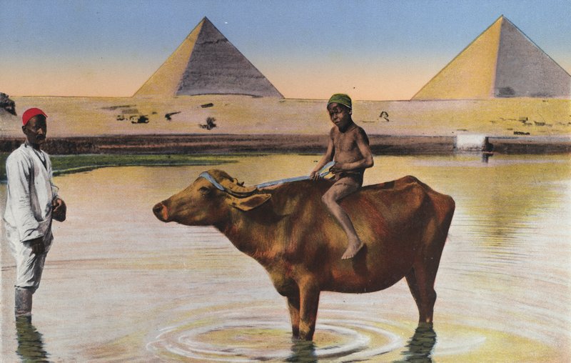  بواسطة مصور فوتوغرافي مصري