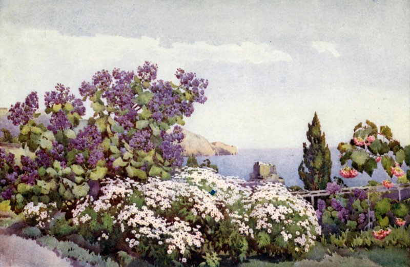 Weigandia و Daisies (لون ليثو) بواسطة إيلا دو كين