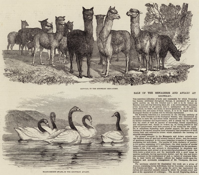 بيع Menagerie و Aviary في Knowsley بواسطة مدرسة اللغة الإنجليزية