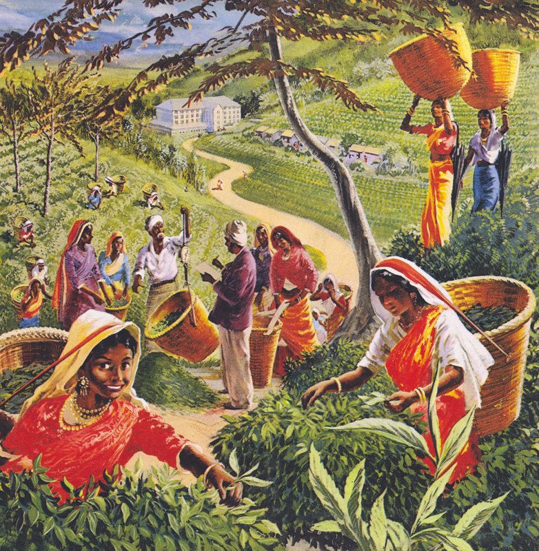 مزرعة الشاي في سيلان ، 1960s. بواسطة مدرسة اللغة الإنجليزية