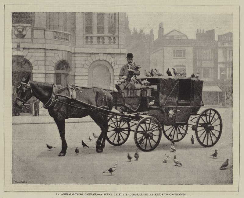 رجل كركي محب للحيوانات ، مشهد تم تصويره مؤخرًا في Kingston-on-Thames بواسطة مصور انجليزى