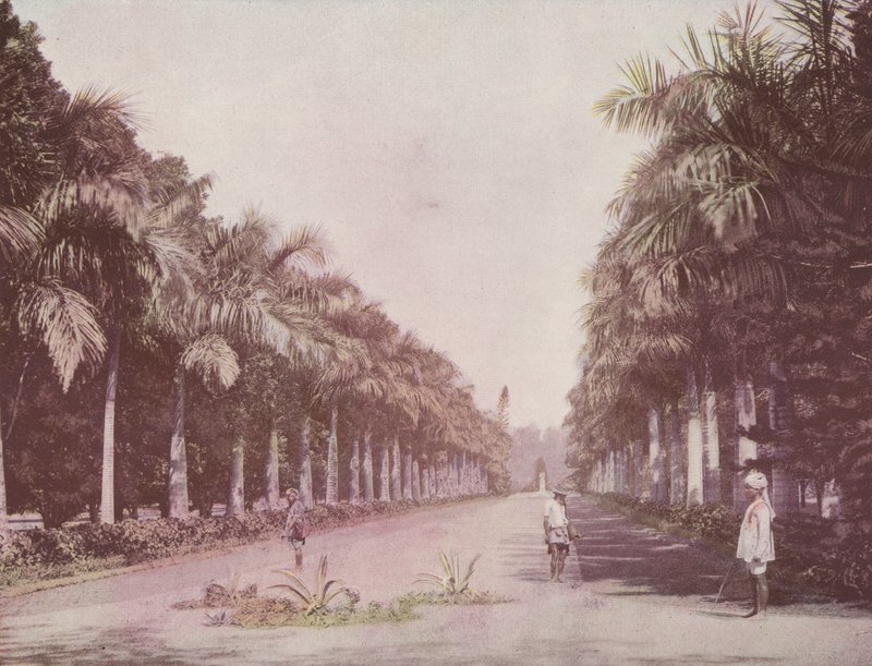 شارع النخيل ، الحدائق النباتية ، كلكتا (صورة ملونة) بواسطة مصور انجليزى