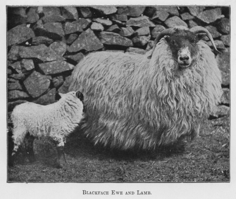 Blackface Ewe and Lamb (صورة b / w) بواسطة مصور انجليزى