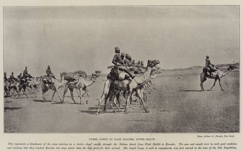فيلق الجمال بوادي حلفه بصعيد مصر بواسطة مصور انجليزى