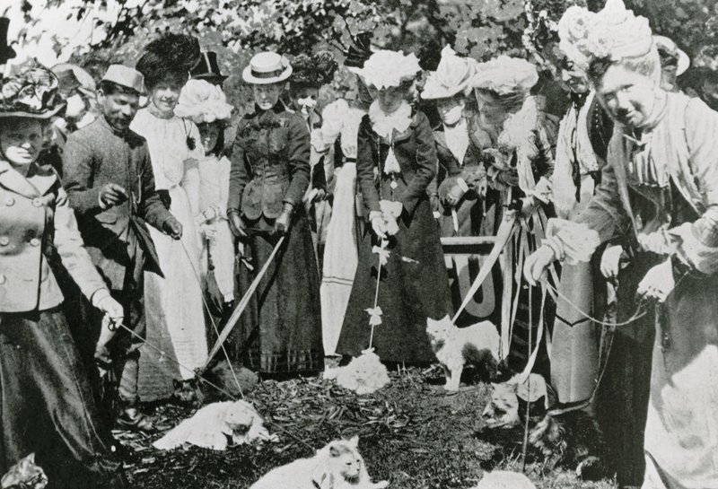 عرض القط في الحدائق النباتية الملكية ، وستمنستر ، في عام 1900 بواسطة مصور انجليزى