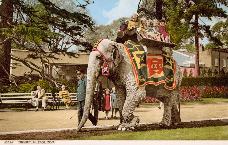 Children enjoying a ride on Rosie the elephant, Bristol Zoo (photo) بواسطة مصور انجليزى