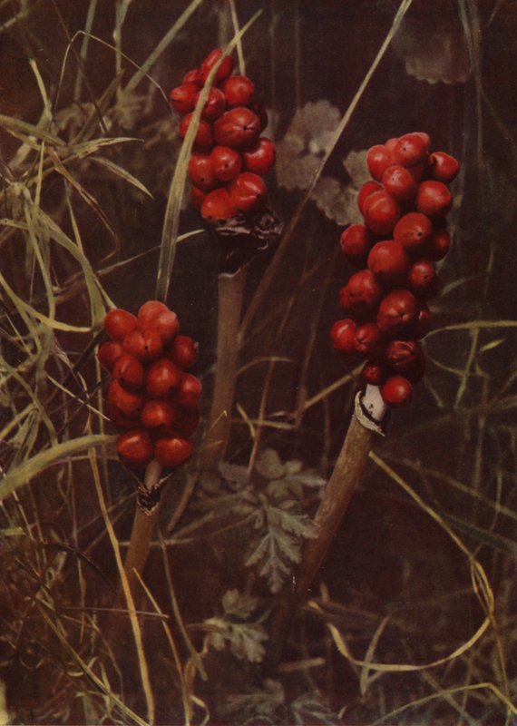  بواسطة مصور انجليزى