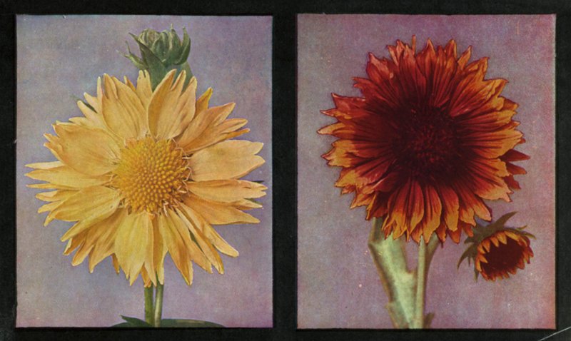 Gaillardias, Kelway