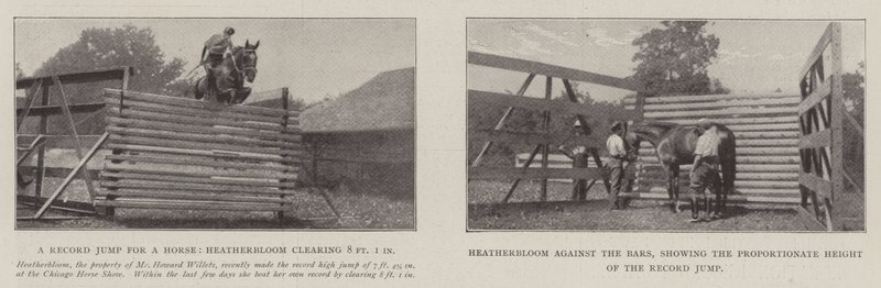 يقفز Heatherbloom بواسطة مصور انجليزى