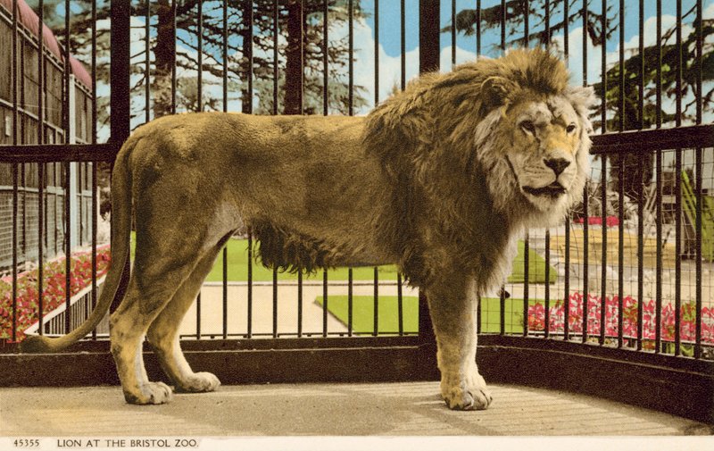 Lion at Bristol Zoo (photo) بواسطة مصور انجليزى