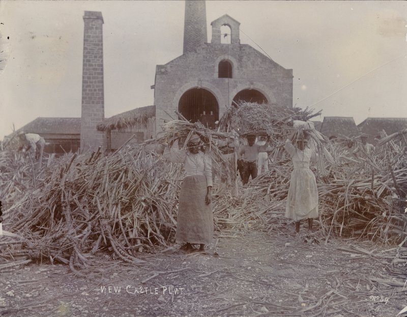 نيوكاسل بلانتيشن ، 1880 بواسطة مصور انجليزى