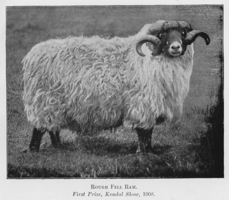Rough Fell Ram ، الجائزة الأولى ، Kendal Show بواسطة مصور انجليزى