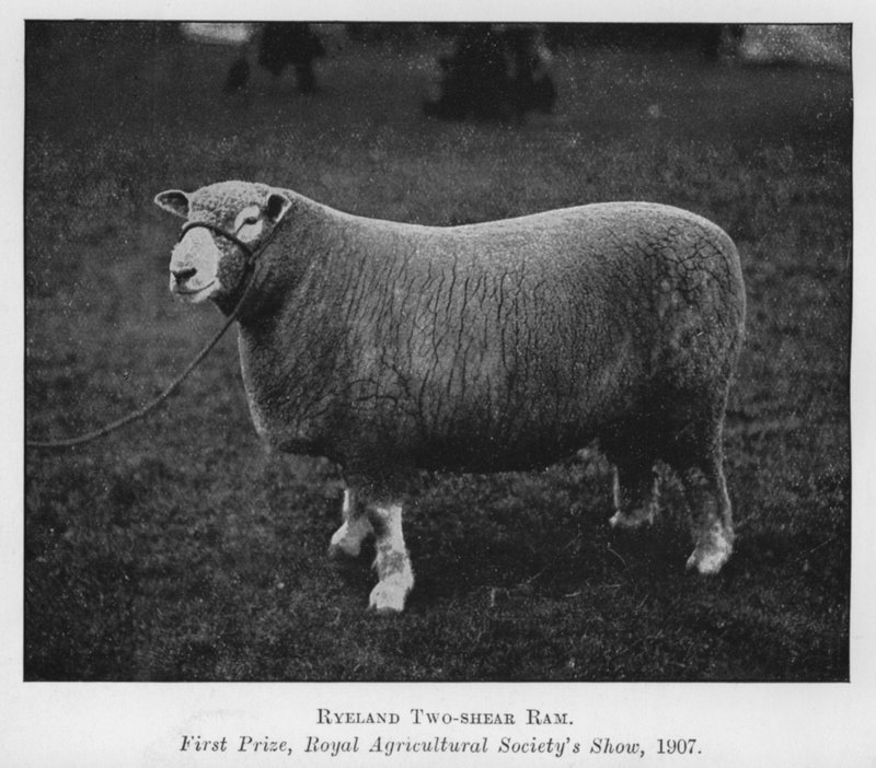 Ryeland Two-shear Ram ، الجائزة الأولى ، عرض الجمعية الزراعية الملكية بواسطة مصور انجليزى