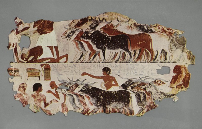 Scene representing the driving of a large herd of cattle, for stocktaking purposes, on an Egyptian farm (photo) بواسطة مصور انجليزى