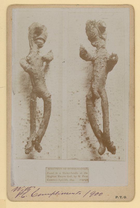 عينة من الفجل بواسطة مصور انجليزى