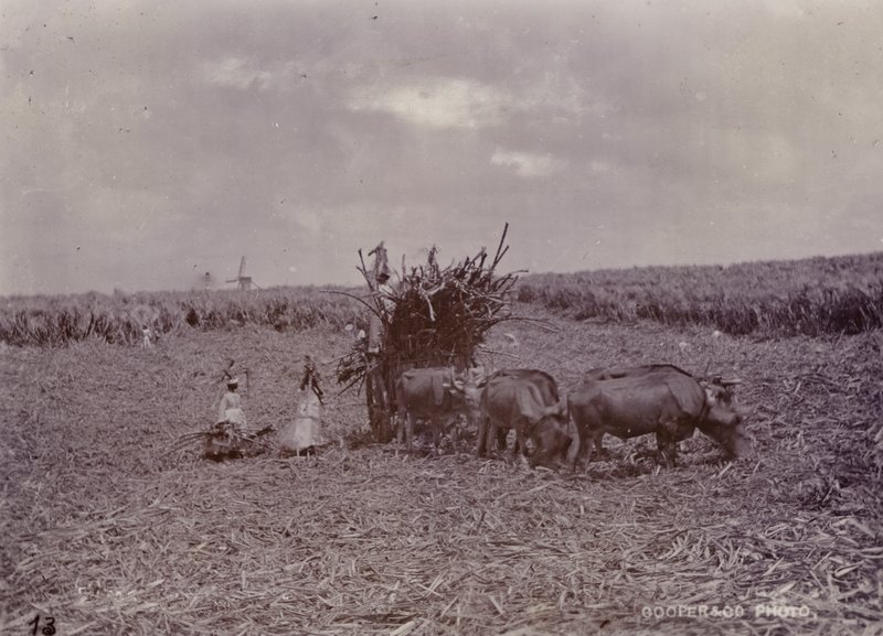 مزرعة السكر ، بربادوس ، 1880 بواسطة مصور انجليزى