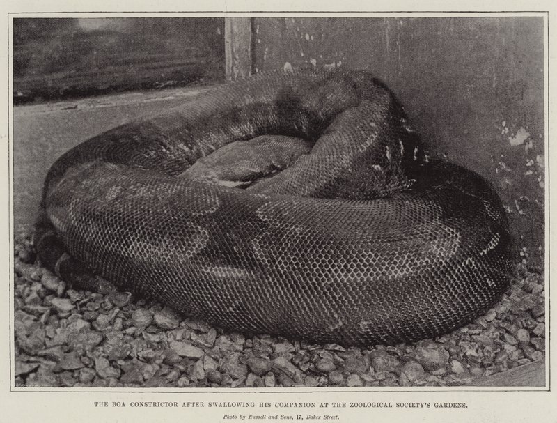 The Boa Constrictor بعد أن ابتلع رفيقه في حدائق حيوان Societys بواسطة مصور انجليزى