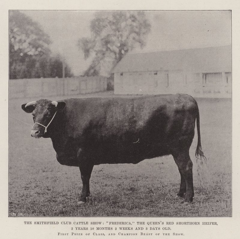 عرض سميثفيلد كلوب للماشية ، فريدريكا ، The Queens Red Shorthorn Heifer ، سنتان 10 شهور أسبوعان و 3 أيام بواسطة مصور انجليزى