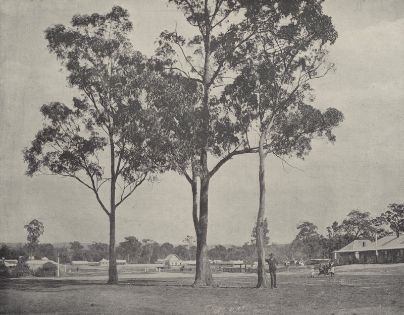 Toongabbie بواسطة مصور انجليزى