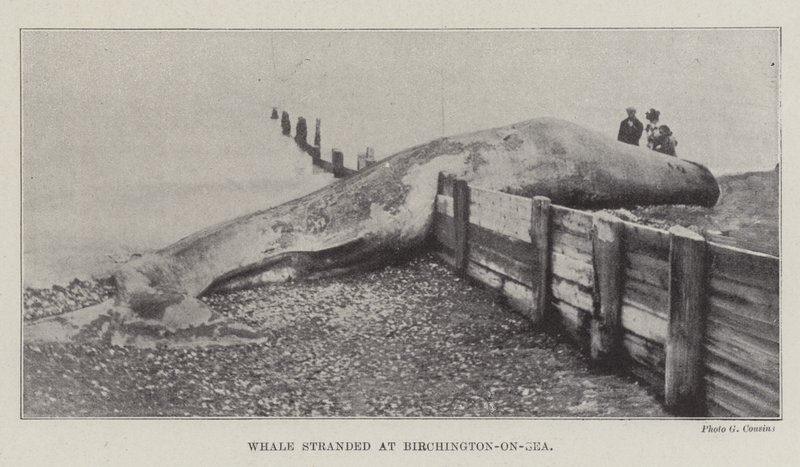حوت عالق في Birchington على البحر بواسطة مصور انجليزى
