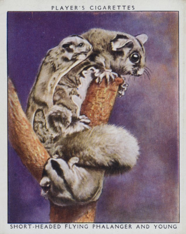 Zoo babies: Short-Headed Flying Phalanger and Young (photo) بواسطة مصور انجليزى