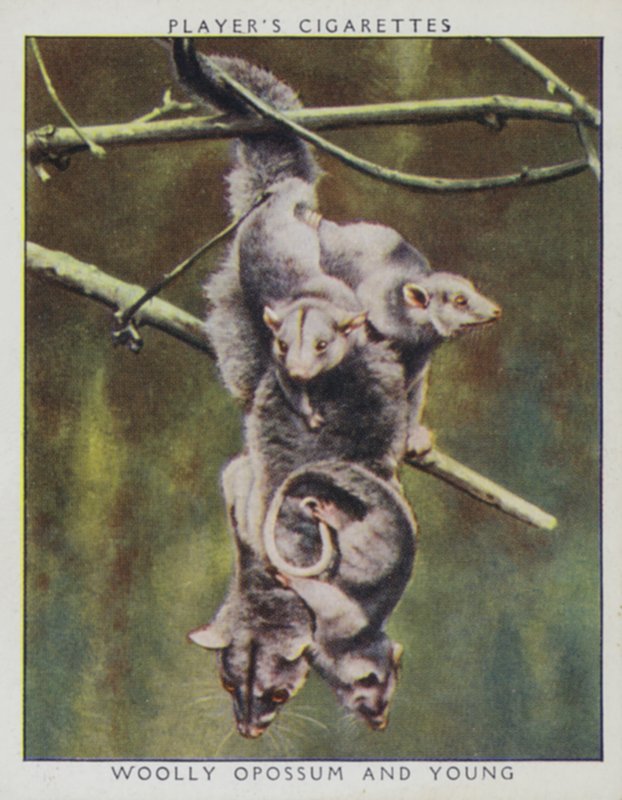 Zoo babies: Woolly Opossum and Young (photo) بواسطة مصور انجليزى