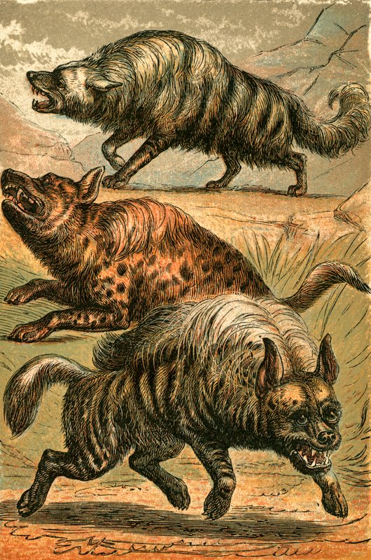 Aard Wolf ، الضبع المرقط والضبع المخطط بواسطة مدرسة اللغة الإنجليزية